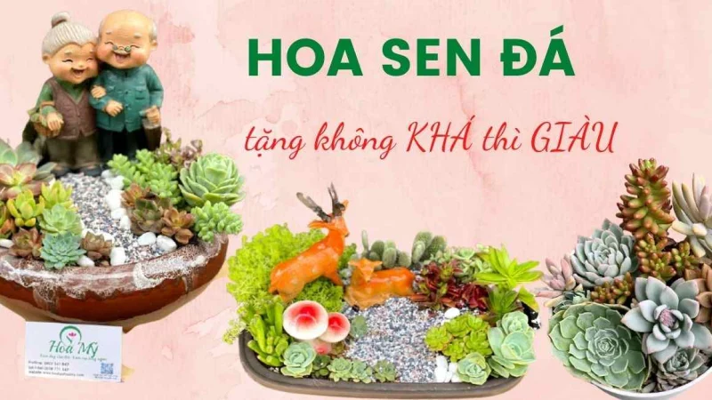Hoa Sen Đá Đẹp Lại Mang Nhiều Lợi Ích Tuyệt Vời