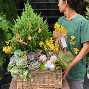 Mẫu Cây Thông Đẹp Từ Cây Tùng Mix Lan Mini Và Sen Đá