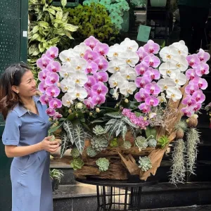 Lũa Gỗ Ghép Lan Hồ Điệp Mix 2 Màu Lan Hồ Điệp Hồng Và Lan Hồ Điệp Trắng