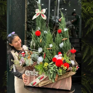 Bán Cây Thông Noel Thật Mix Sen Đá: Tiểu Cảnh Cây Thông Độc Đáo