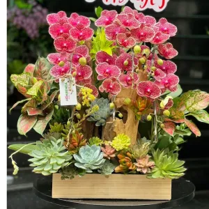Hoa Mừng 8/3: Tiểu Cảnh Lan Hồ Điệp Đỏ Đột Biến – Quà Tặng Đẳng Cấp, Ý Nghĩa