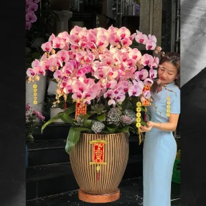 Chậu Hoa Lan Hồng Mix Sen Đá Cao Cấp Màu Sắc Độc Đáo