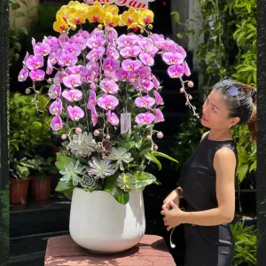 Chậu Hoa Lan Để Bàn: Lan Hồ Điệp Hồng Vàng Mix Sen Đá