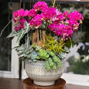 Hoa Tặng Mẹ 8 3: Chậu Lan Mini Hồng Đậm Mix Sen Đá Ghép Gỗ Lũa