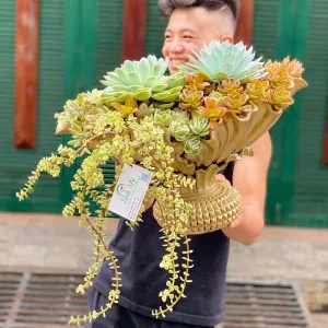 Hoa Chưng Tết “Hoa Sen Đá” Đẹp-Độc-Lạ Nhất Sài Gòn