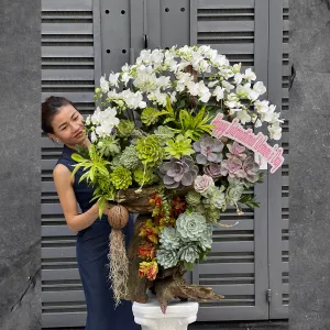 Gỗ Lũa Ghép Lan Hồ Điệp Trắng Mini Mix Sen Đá Tặng Khai Trương, Sinh Nhật, Tân Gia