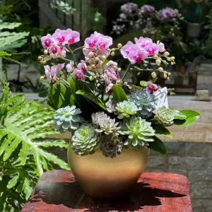 Chậu Hoa Lan Hồ Điệp Sen Đá Decor Tươi Bền Cả Tháng