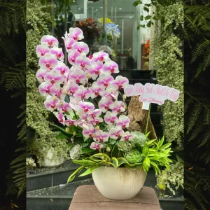 Hoa Lan Hồ Điệp Ghép Gỗ Lũa Trồng Cùng Sen Đá Độc Lạ