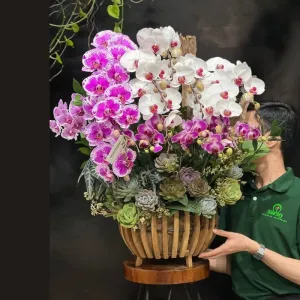 “Hoa Tặng 8 3”: Lẵng Hoa Lan Hồ Điệp Màu Pastel Mix Hoa Sen Đá
