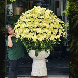 Chậu Lan Hồ Điệp Vàng 60 Cành Giá Bao Nhiêu Tiền? Ý Nghĩa Gì?