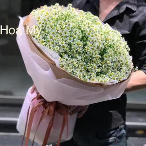 Hoa Cúc Tana Hà Lan-Kiểu Bó Tròn Đẹp Ý Nghĩa