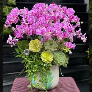 Hoa Khai Trương Mang Nhiều Tài Lộc- Chậu Lan Hồ Điệp Hồng Mix Sen Đá