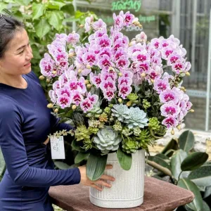 Chậu Lan Hồ Điệp Mini Tím Đốm Hay Còn Gọi Là Tiểu Hồ Điệp – Mẫu Hoa Đẹp Tặng Phụ Nữ