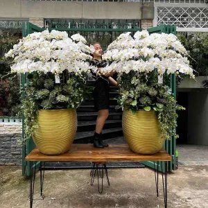Chậu Lan Hồ Điệp Trắng Size Khổng Lồ Sang Trọng, Cao Cấp