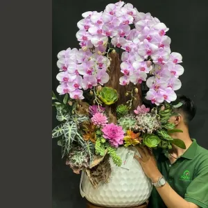 Bình Hoa Lan Hồ Điệp Nhụy Hồng Để Bàn: Mách Bạn Các Mẫu Hoa Hồ Điệp Được Yêu Thích Nhất Hiện Nay