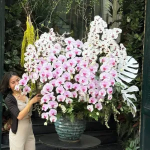 Lan Hồ Điệp Cao Cấp – Hoa Tết, Hoa Sinh Nhật, Hoa Khai Trương, Hoa Mừng Thành Lập Công Ty Ấn Tượng
