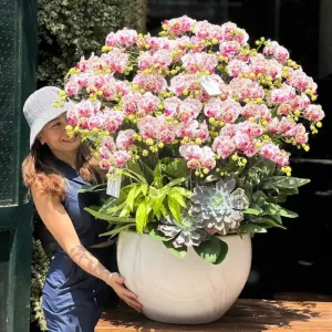 Chậu Hồ Điệp Mini Đẹp Có Bao Nhiêu Màu? Hoa Sinh Nhật Đẹp Cho Nam, Nữ Nên Chọn Hồ Điệp Mini Màu Gì?
