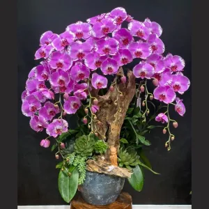 Chậu Hoa Lan Tặng Khai Trương Màu Tím Dáng Bonsai Độc Lạ – Món Quà Phong Thủy Đắt Giá