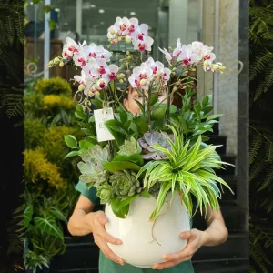 Hoa Tặng Khai Trương Cây Sen Đá Mix Lan Hồ Điệp Nhỏ Để Bàn