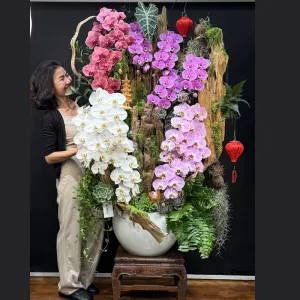 Hoa Trưng Ngày Tết Sang Trọng – Gỗ Lũa Lan Hồ Điệp Cao Cấp Trồng Cùng Sen Đá