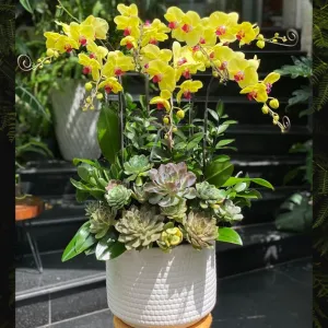Chậu Hoa Lan Sen Đá Decor Độc Lạ Tươi Cả Tháng