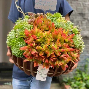 Hoa Chúc Mừng Tất Niên Hoa Sen Đá-Đón Lộc Vào Nhà