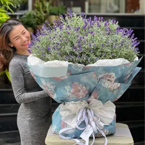 Bó Hoa Oải Hương Tím Khổng Lồ – Hoa Lavender Tặng Bạn Gái 14/2 Siêu Lãng Mạn