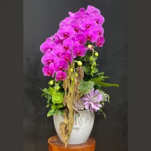 Lan Hồ Điệp Tím Đẹp Ghép Gỗ Lũa Mix Sen Đá – Hoa Lan Hồ Điệp Decor Cao Cấp
