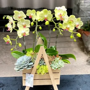 Hoa Sinh Nhật Sếp Hoa Sen Đá và Hoa Lan Hồ Điệp