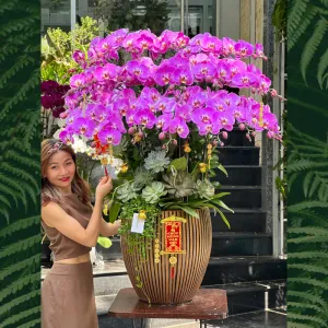Chậu Lan Hồ Điệp Tím Cánh Bướm Mix Sen Đá Độc Lạ