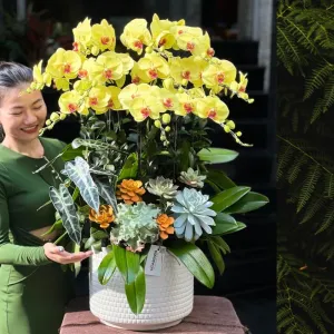 Chậu Lan Hồ Điệp Vàng Mix Sen Đá – Hoa Lan Tặng Khai Trương, Sinh Nhật Đẹp Tươi Lâu
