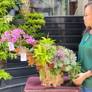 Hoa Lan Đẹp Màu Hồng Mix Với Sen Đá Trồng Chậu Gỗ Lũa Thiên Nhiên Tươi Đẹp 30 Ngày