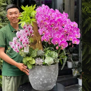Hoa Mừng 8 3 Tươi Đẹp Bền Lâu: Chậu Lan Hồ Điệp Hồng Ghép Gỗ Lũa Sen Đá