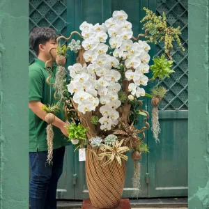 Bình Lan Hồ Điệp Cao Mix Sen Đá và Lũa Gỗ – Biểu Tượng Của Sự Sang Trọng và May Mắn