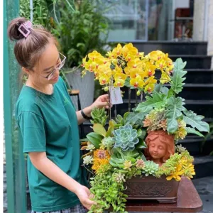 Chậu Hồ Điệp Mini Sắc Vàng Và Hoa Sen Đá Chào Xuân May Mắn
