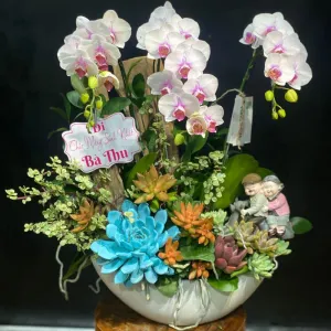 Hoa Tặng 8 3: Chậu Thuyền Hoa Lan Hồ Điệp Mini Mix Sen Đá