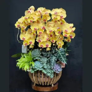 Giỏ Lan Hồ Điệp Vàng Lưỡi Đỏ Để Bàn Mix Sen Đá: Món Quà Khai Trương Lộc Phát