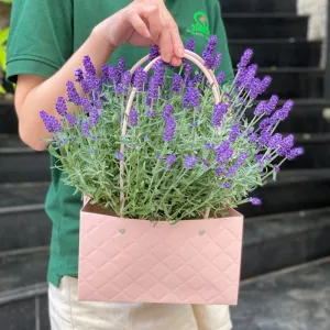 Lẵng Hoa Lavender Tím Vì Sao Được Chọn Làm Hoa Tình Yêu 14-2