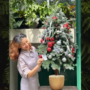 Cây Thông No El Đẹp Từ Thông Đan Mạch Ghép Cành Trang Trí Sang Trọng