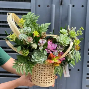 Bí quyết Chọn Chậu Hoa Chuc Mung 20/11 Từ Sen Đá Đẹp Cả Tháng
