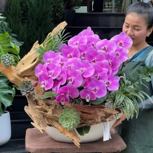 Chậu Lan Hồ Điệp Màu Hồng Ghép Gỗ Lũa