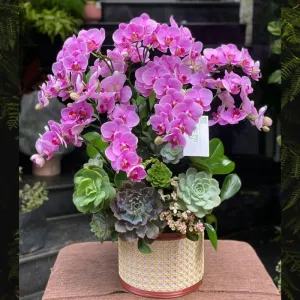 Hồ Điệp Mini Tím Để Bàn Hay Còn Gọi Là Hoa Lan Hồ Điệp Nhí, Tiểu Hồ Điệp Tím
