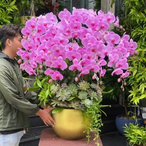 Hoa Mừng Khai Trương Sen Đá Mix Chậu Lan Hồ Điệp 15 Cây Màu Hồng