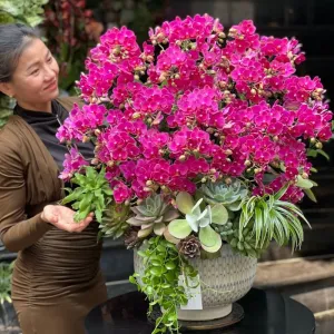 Chậu Lan Mini Hồng Phát Mix Sen Đá Xanh Tặng Sinh Nhật Ngọt Ngào