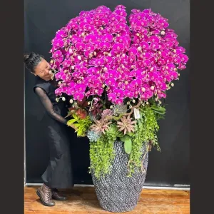 Chậu Lan 40 Cành Đẹp Hút Hồn Mix Sen Đá