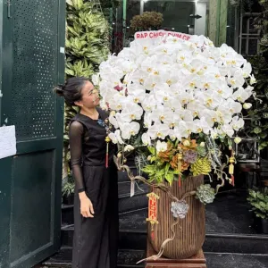 Lan Hồ Điệp Trắng Giá Bao Nhiêu? Địa Chỉ Mua Lan Hồ Điệp Uy Tín Tại TPHCM