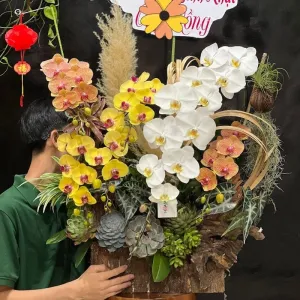 “Hoa Chúc Mừng 8 3”- Hộp Gỗ Lan Hồ Điệp 3 Màu Vàng, Cam, Trắng Mix Sen Đá Sang Trọng