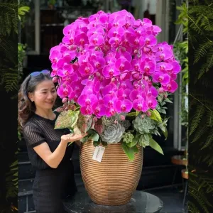 Chậu Lan Hồ Điệp Tím 13 Cành Mix Sen Đá – Hoa Sinh Nhật, Hoa Khai Trương, Hoa Tết Ấn Tượng