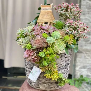 Hoa Tất Niên, Hoa Trưng Tết-Hoa Sen Đá “Ngôi Nhà Hạnh Phúc”