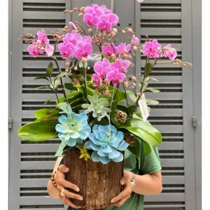 Chậu Lan Hồ Điệp Hồng Mini Mix Sen Đá Để Bàn Cực Xinh